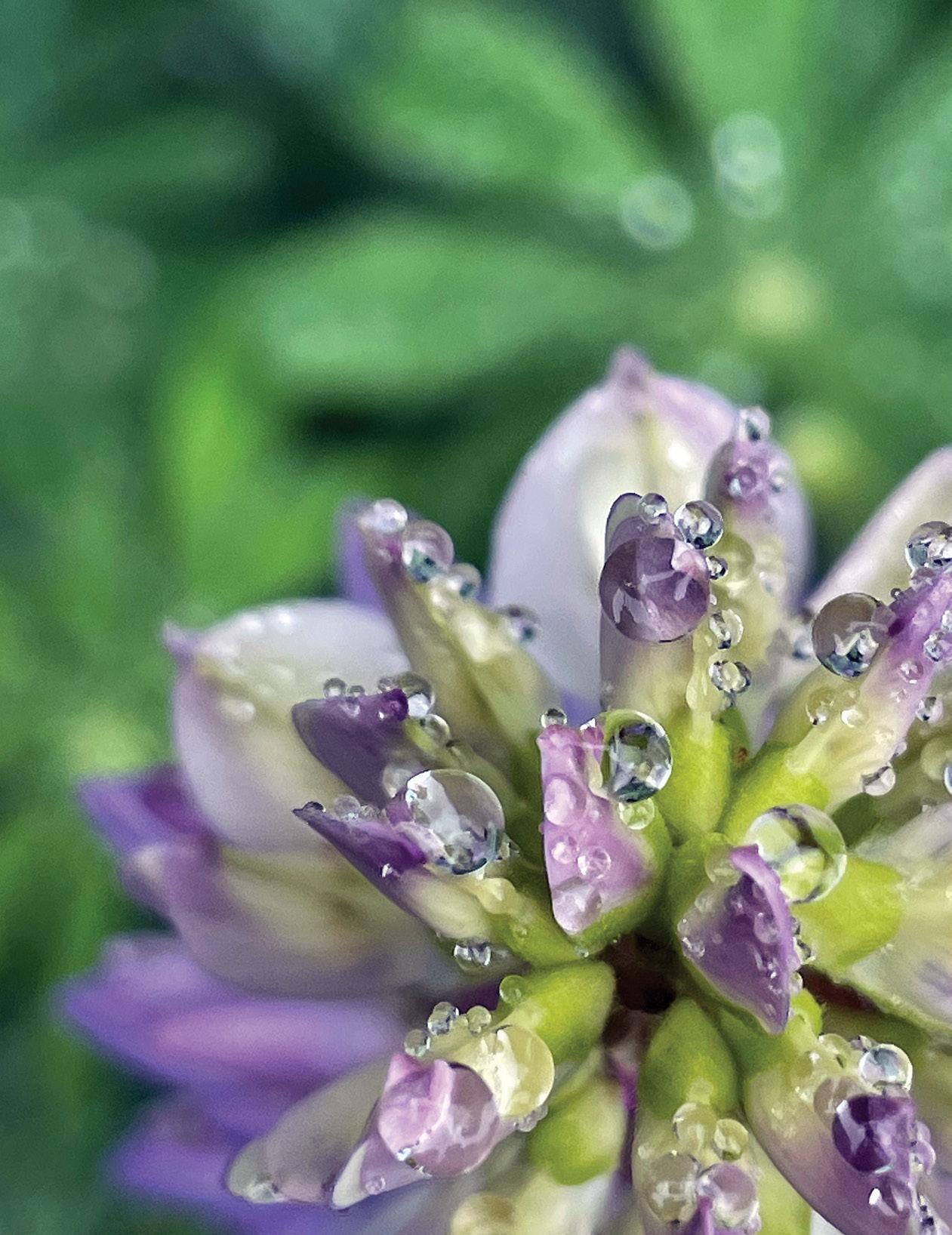 Carolina Mountain Life - Spring 2024 by Carolina Mountain Life ...