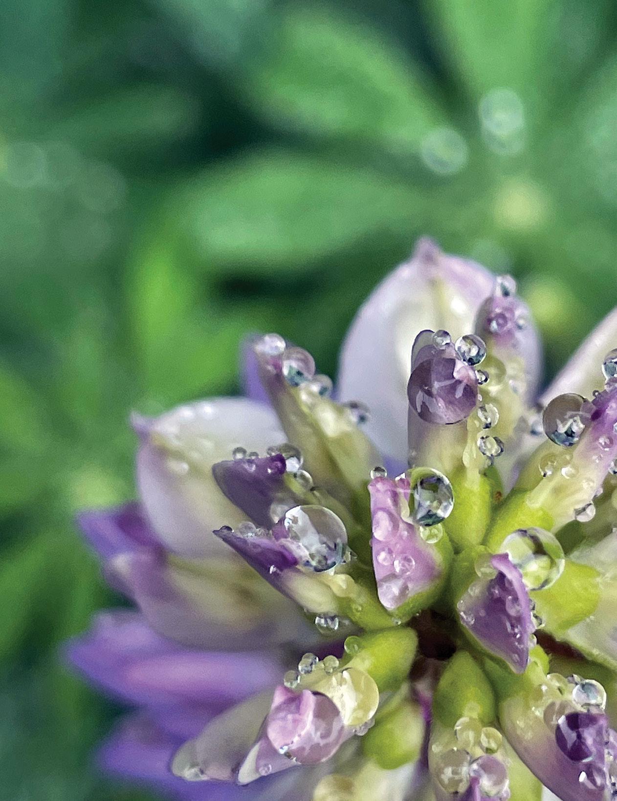 Carolina Mountain Life - Spring 2024 by Carolina Mountain Life ...